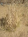 Crotalaria burhia (Sania herb)