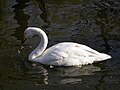 Whooper Swan