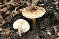 Lepiota aspera