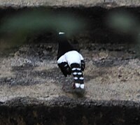 black and white bird