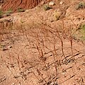 Spezielle Pflanzen im Grand Staircase-Escalante National Monument