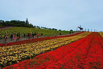 Flower Field in OCT East