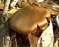 !Cortinarius laniger!