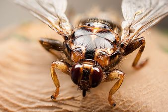 Hippobosca equina louse-fly ("New Forest fly").