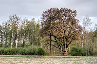 Lümati elm tree