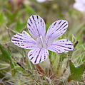 Langloisia setosissima