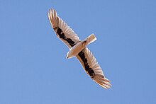 the underside of a Letter-winged kite