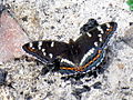 Limenitis populi Grote ijsvogelvlinder