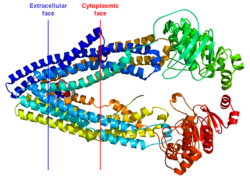 Multidrug-Resistance-Protein 1