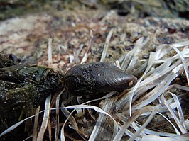 Mytilaster lineatus