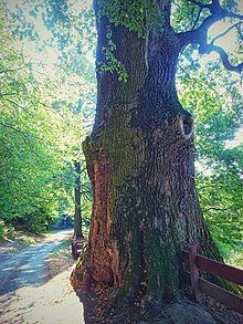 Trunk of Mieszko Oak