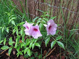 Trompetbloem (Pandorea jasminoides)