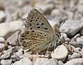 Silbergrüner Bläuling (Polyommatus coridon)