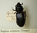 Popilius eclipticus