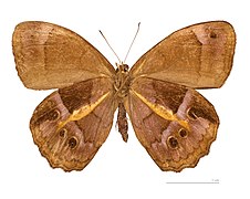 Museum specimen ♂ △ - Ventral side