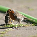 Rotkehlchen (mit Jungtier)