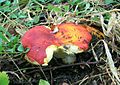 Russula aurea