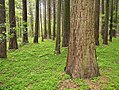 60jähriger Bestand von Sequoiadendron giganteum in der Versuchsanlage der Sequoiafarm (2010)