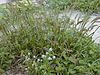 Spiny sandbur plants in Kure Atoll.