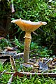 19 - Armillaria