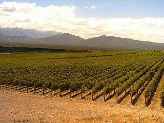 Arjantin Latin Amerika’nın en büyüğü ve dünyanın 5. en büyük şarap üreticisidir.