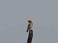 Feuerwida Northern Red Bishop, Female or non-breeding male (new image)Y