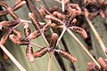 Männliche Welwitschia mirabilis mit zapfenförmigen Blütenständen