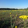 Natural growing of Achilleas