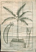 Illustration of fruit and plant from Acta Eruditorum, 1734