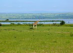 Giraffe by the lake