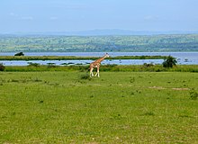 Lake Albert