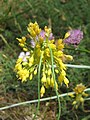 Allium flavum