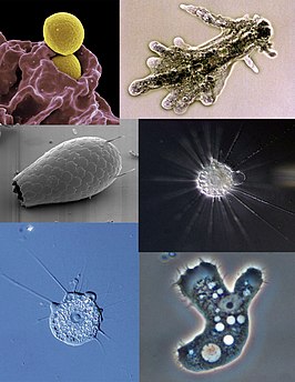 Amoebozoa