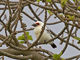 Chaplins baardvogel