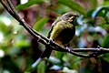 Bellbird am Mount Maungatautari, Waikato