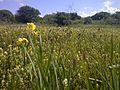 Bloemenzee in de Oostduinen