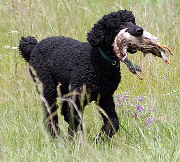 A standard poodle retrieving a mallard