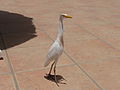 Kuhreiher Cattle Egret