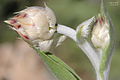 Centaurea cynarocephala -1