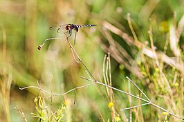 Dythemis fugax