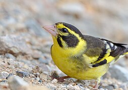 Yellow-breasted greenfinch (Chloris spinoides)