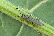 Smalle duinbloemweekschildkever (Dolichosoma lineare)*, onderfamilie Dasytinae