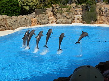 Dolphins at Loro Parque, Tenerife.