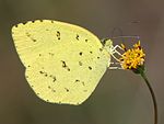 with Eurema mandarina