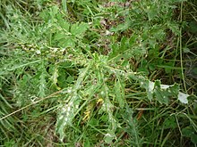 Damage to a thistle plant after thistle beetle feeding