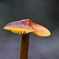 '!Hygrocybe tristis!