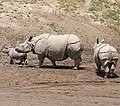 Indian Rhino