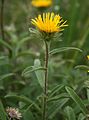 Rauhaar-Alant (Inula hirta)