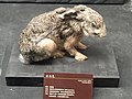 Yunnan hare in the Kunming Natural History Museum of Zoology, China