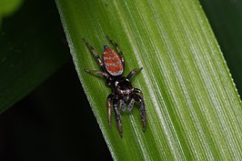 Marpissa pulla